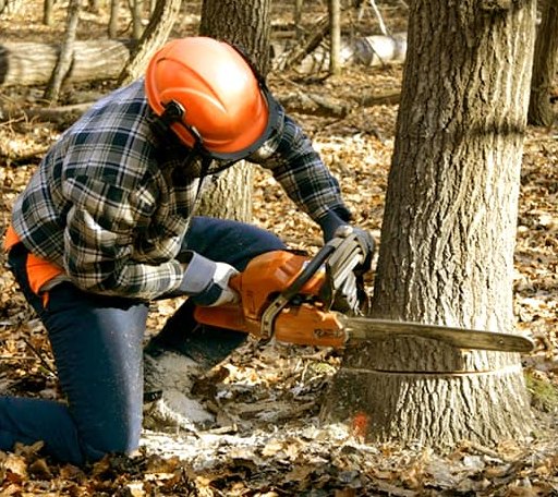 Tree Removal in Widener, AR